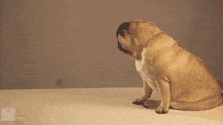 ezgif.com-gif-maker (15)