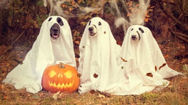 8 of the Best Halloween Marketing Campaigns